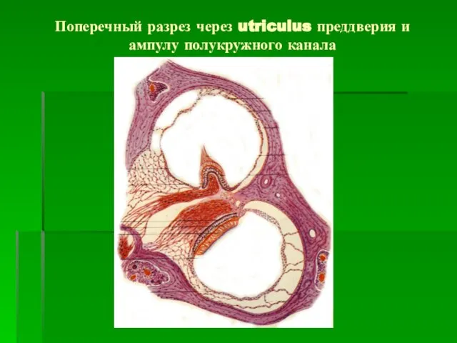 Поперечный разрез через utriculus преддверия и ампулу полукружного канала