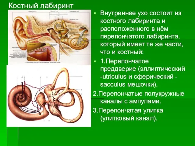 Внутреннее ухо состоит из костного лабиринта и расположенного в нём перепончатого лабиринта,