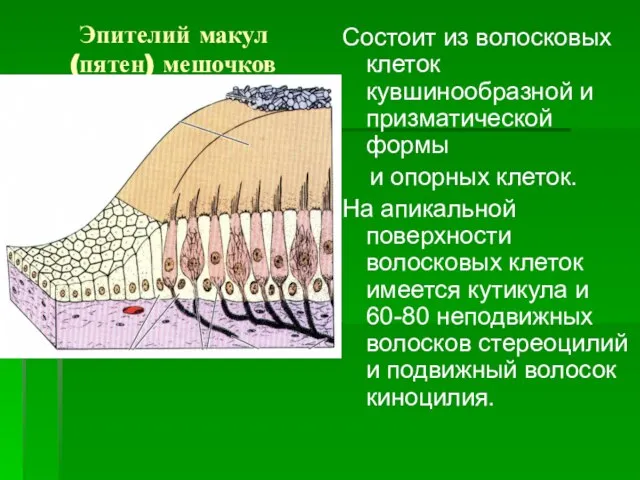 Эпителий макул (пятен) мешочков Состоит из волосковых клеток кувшинообразной и призматической формы