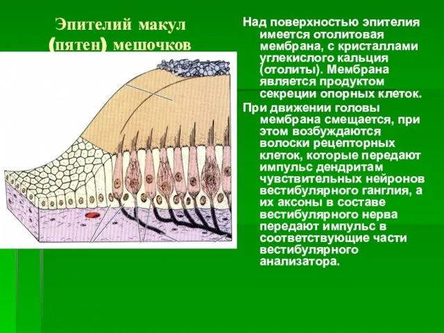 Эпителий макул (пятен) мешочков Над поверхностью эпителия имеется отолитовая мембрана, с кристаллами