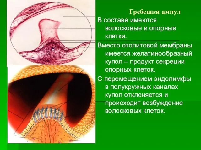 Гребешки ампул В составе имеются волосковые и опорные клетки. Вместо отолитовой мембраны