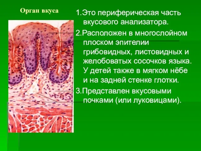 Орган вкуса 1.Это периферическая часть вкусового анализатора. 2.Расположен в многослойном плоском эпителии