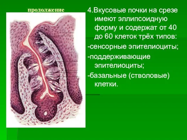 продолжение 4.Вкусовые почки на срезе имеют эллипсоидную форму и содержат от 40