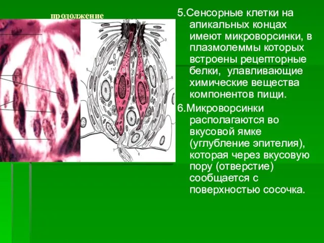 продолжение 5.Сенсорные клетки на апикальных концах имеют микроворсинки, в плазмолеммы которых встроены