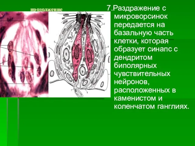 продолжение 7.Раздражение с микроворсинок передается на базальную часть клетки, которая образует синапс