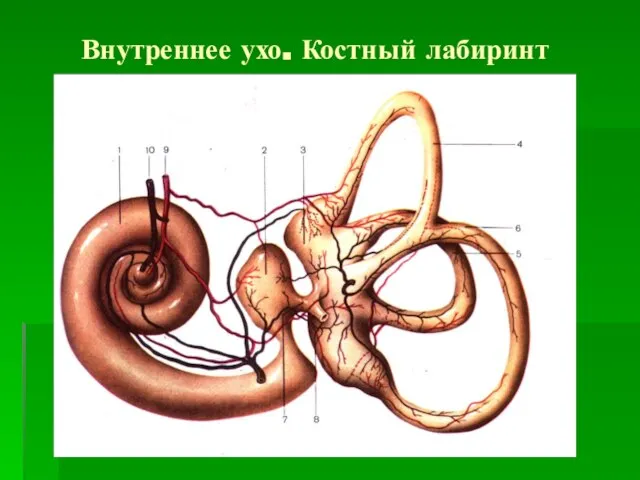 Внутреннее ухо. Костный лабиринт