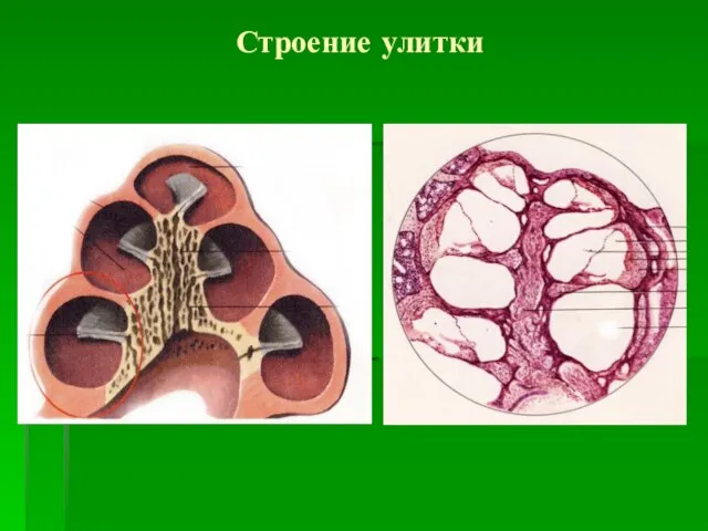 Строение улитки