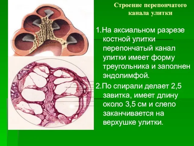 Строение перепончатого канала улитки 1.На аксиальном разрезе костной улитки перепончатый канал улитки