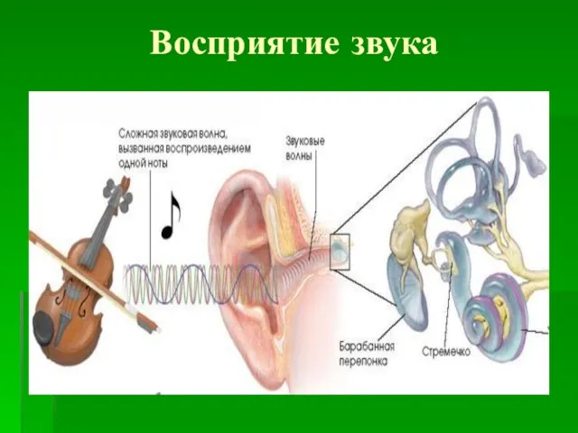 Восприятие звука