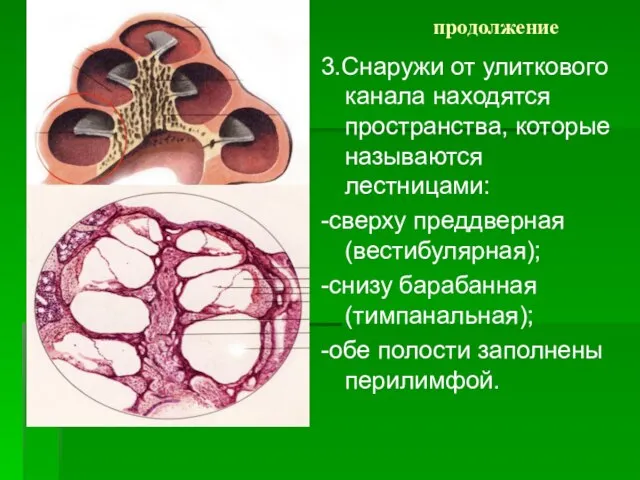 продолжение 3.Снаружи от улиткового канала находятся пространства, которые называются лестницами: -сверху преддверная