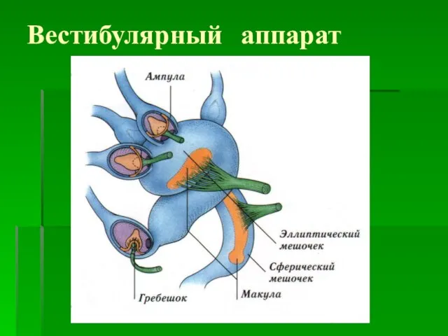 Вестибулярный аппарат