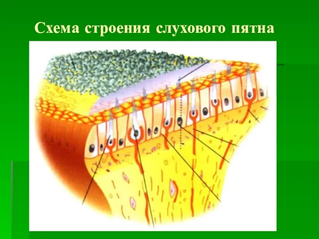 Схема строения слухового пятна