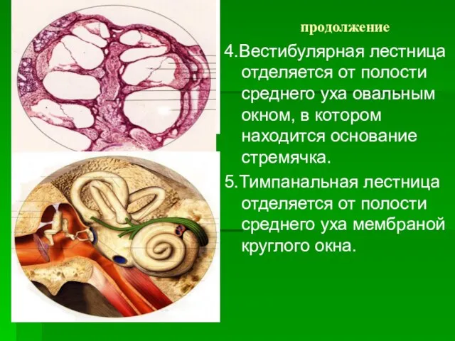 продолжение 4.Вестибулярная лестница отделяется от полости среднего уха овальным окном, в котором