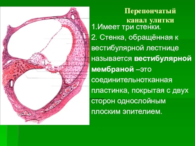 Перепончатый канал улитки 1.Имеет три стенки. 2. Стенка, обращённая к вестибулярной лестнице