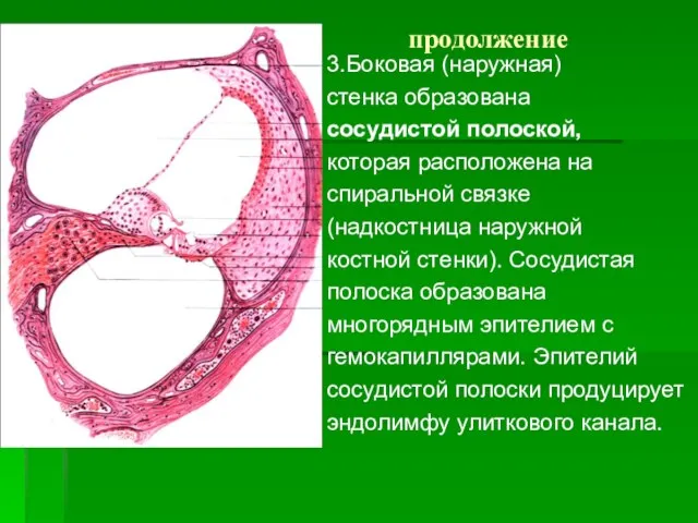 продолжение 3.Боковая (наружная) стенка образована сосудистой полоской, которая расположена на спиральной связке