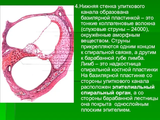 4.Нижняя стенка улиткового канала образована базилярной пластинкой – это тонкие коллагеновые волокна