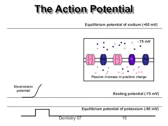 Dentistry 07 The Action Potential Passive increase in positive charge - 75 mV