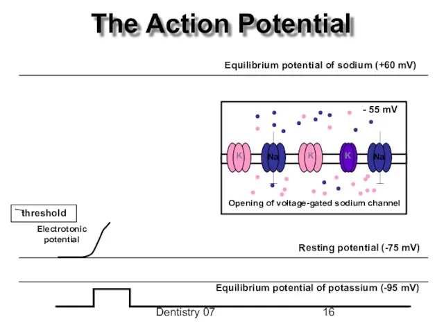 Dentistry 07 The Action Potential Opening of voltage-gated sodium channel K K