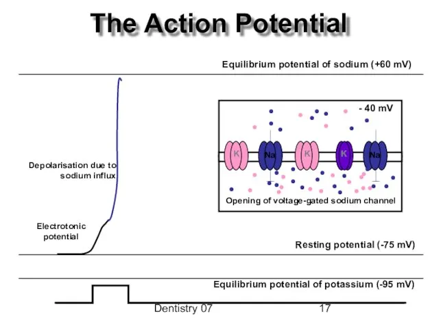 Dentistry 07 The Action Potential Opening of voltage-gated sodium channel K K K - 40 mV