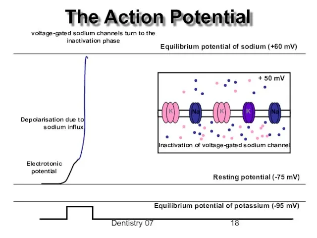 Dentistry 07 The Action Potential Inactivation of voltage-gated sodium channel K K