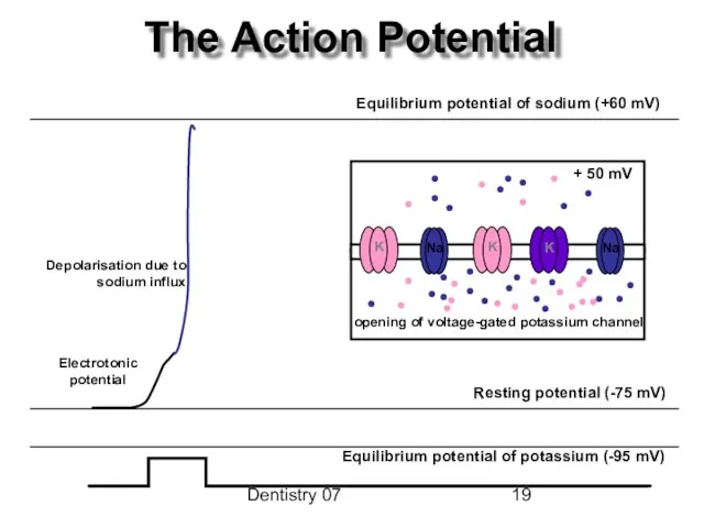 Dentistry 07 The Action Potential