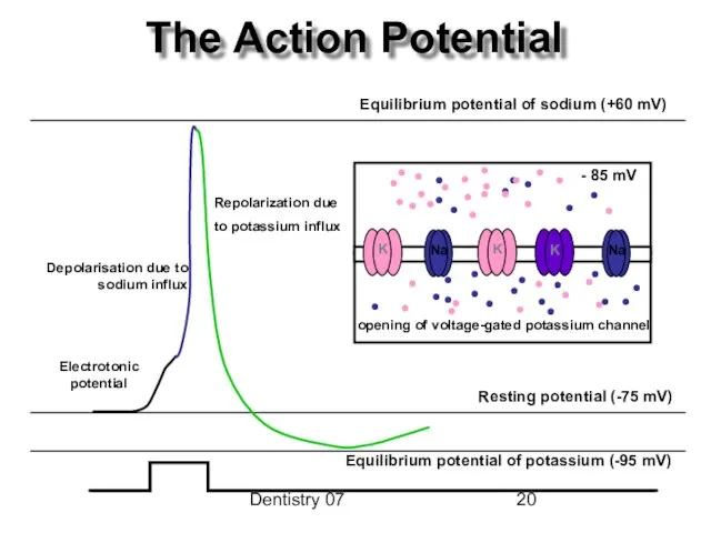 Dentistry 07 The Action Potential