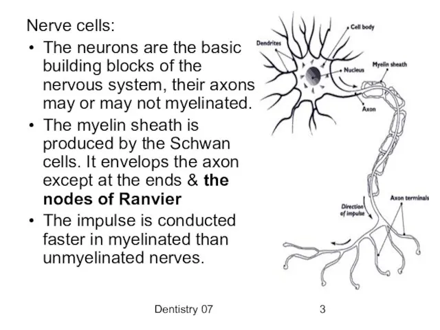 Dentistry 07 Nerve cells: The neurons are the basic building blocks of