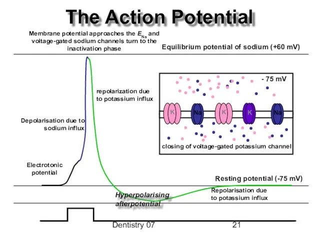 Dentistry 07 The Action Potential closing of voltage-gated potassium channel repolarization due