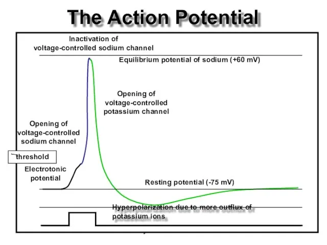 Dentistry 07 The Action Potential Inactivation of voltage-controlled sodium channel Resting potential