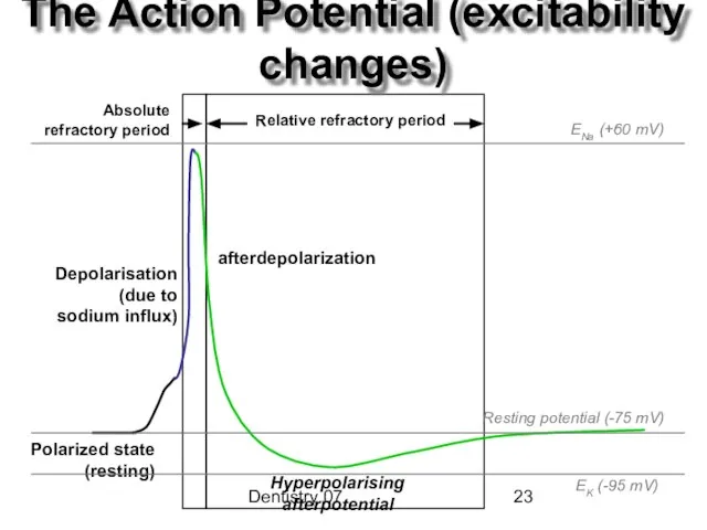 Dentistry 07 The Action Potential (excitability changes) Polarized state (resting) Depolarisation (due