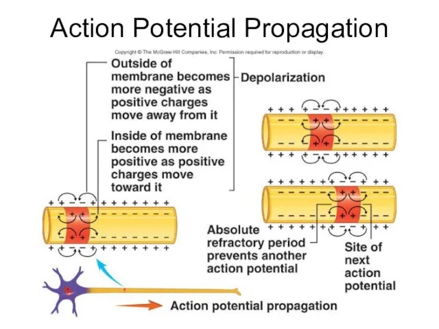 Dentistry 07 Action Potential Propagation