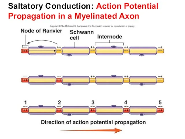 Dentistry 07 Saltatory Conduction: Action Potential Propagation in a Myelinated Axon