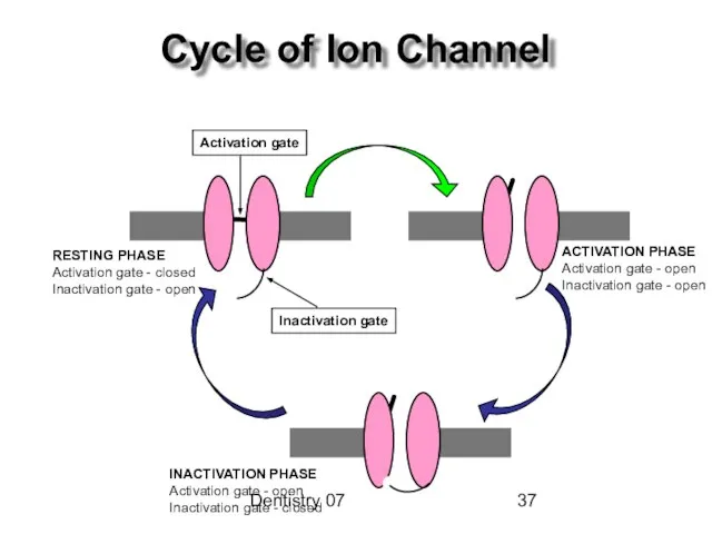 Dentistry 07 Cycle of Ion Channel