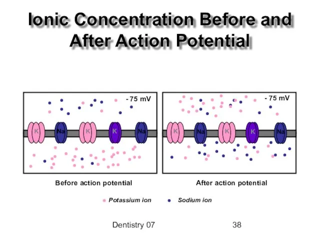 Dentistry 07 Ionic Concentration Before and After Action Potential Potassium ion Sodium ion