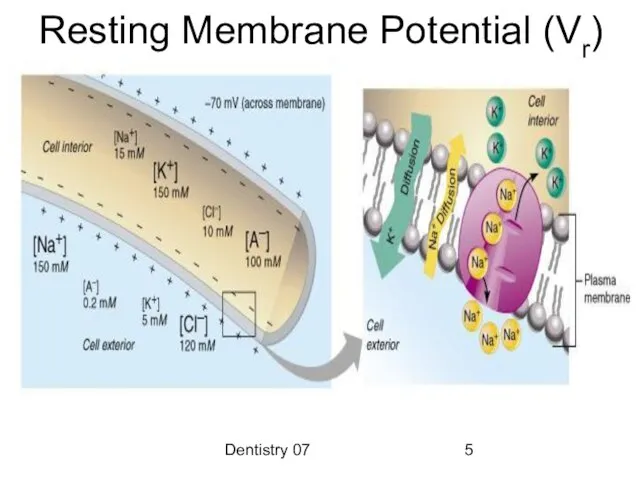 Dentistry 07 Resting Membrane Potential (Vr)