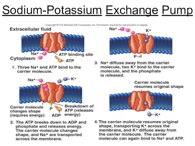 Dentistry 07 Sodium-Potassium Exchange Pump