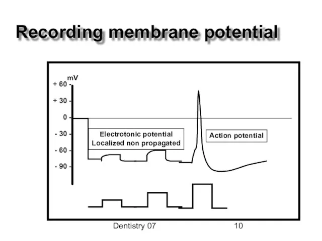 Dentistry 07 Recording membrane potential Action potential