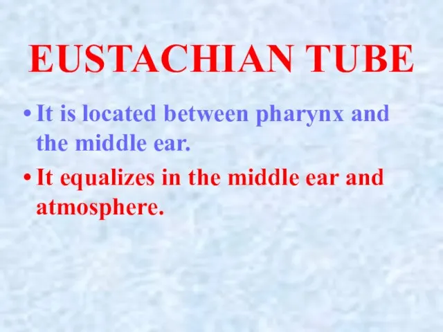 EUSTACHIAN TUBE It is located between pharynx and the middle ear. It