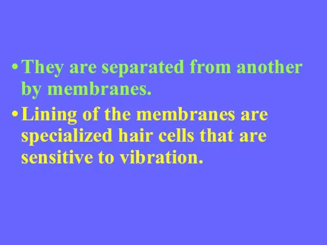 They are separated from another by membranes. Lining of the membranes are