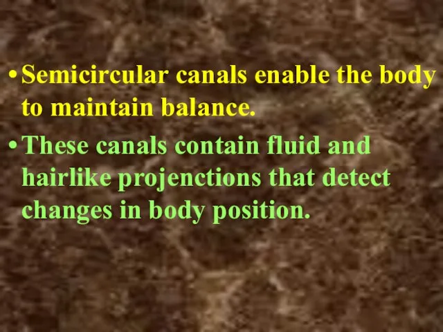 Semicircular canals enable the body to maintain balance. These canals contain fluid