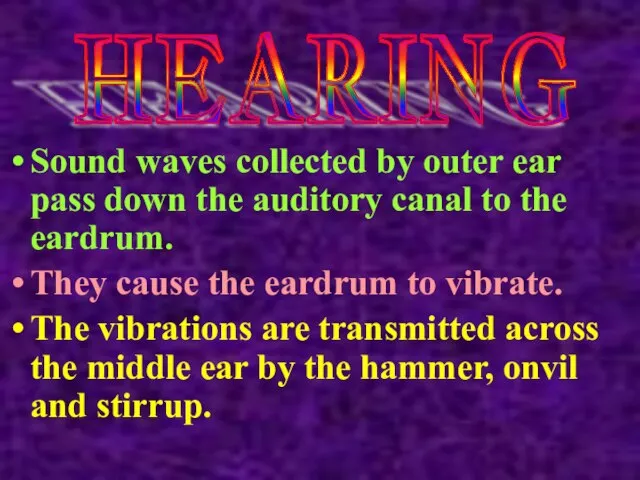 Sound waves collected by outer ear pass down the auditory canal to