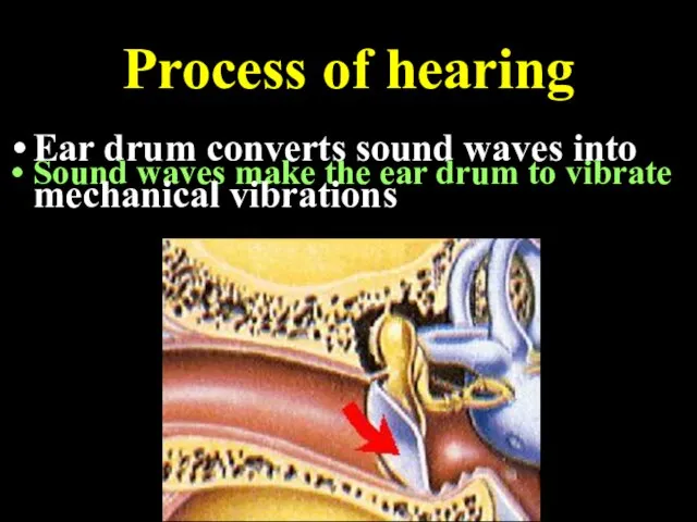 Process of hearing Sound waves make the ear drum to vibrate Ear