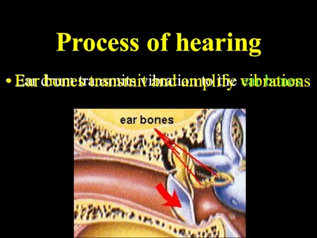 Process of hearing Ear drum transmits vibration to the ear bones Ear