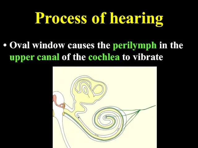 Process of hearing Oval window causes the perilymph in the upper canal