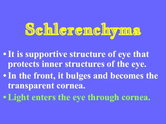 Schlerenchyma It is supportive structure of eye that protects inner structures of