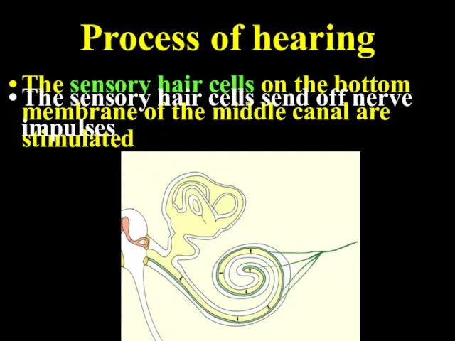 Process of hearing The sensory hair cells on the bottom membrane of