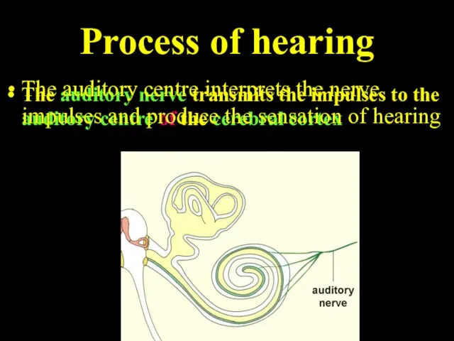 Process of hearing The auditory nerve transmits the impulses to the auditory