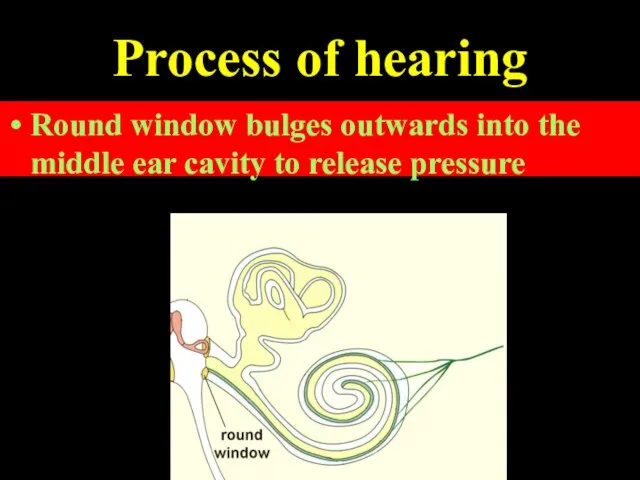 Process of hearing The vibrations of perilymph are transmitted to the round