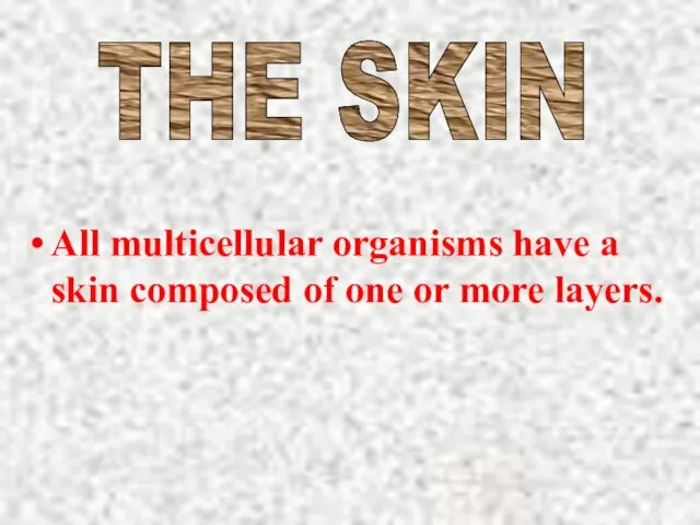 All multicellular organisms have a skin composed of one or more layers. THE SKIN