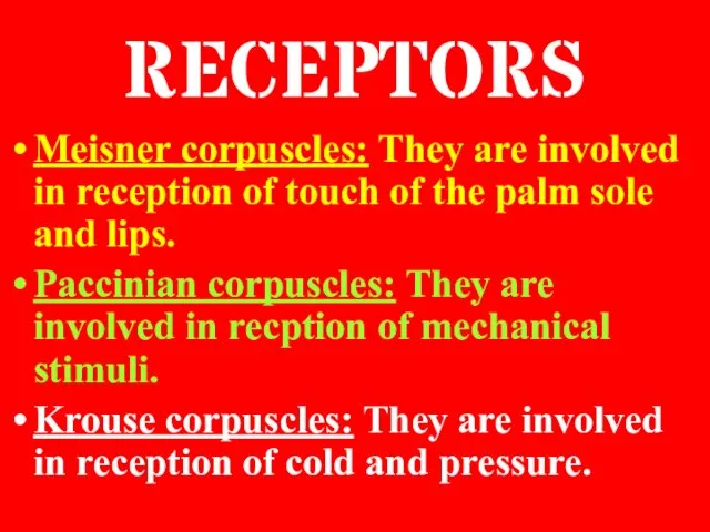 RECEPTORS Meisner corpuscles: They are involved in reception of touch of the